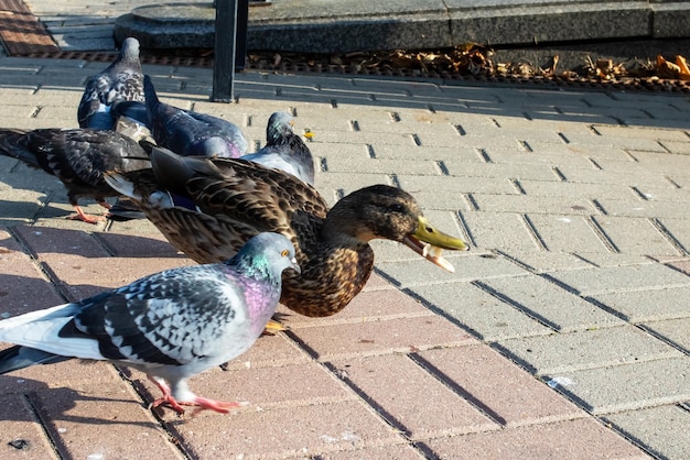 Patos en la acera en un parque de otoño