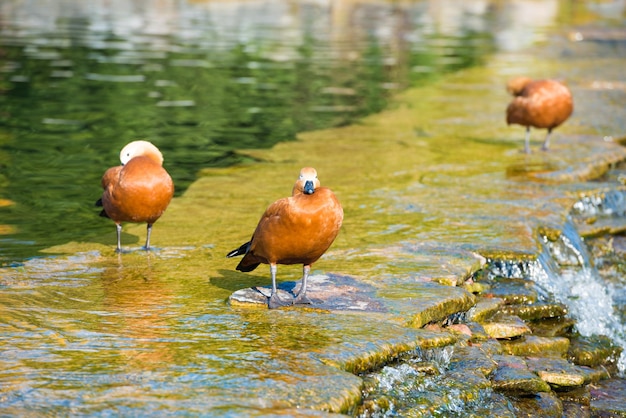 Patos en agua en un estanque o lago