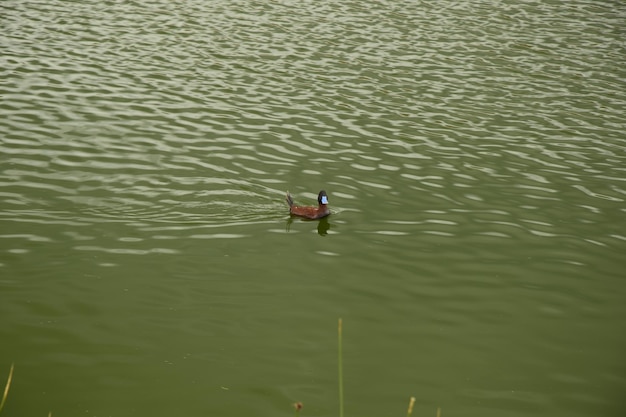 Patos en el agua frente a la costa del lago Titicaca Puno Perú