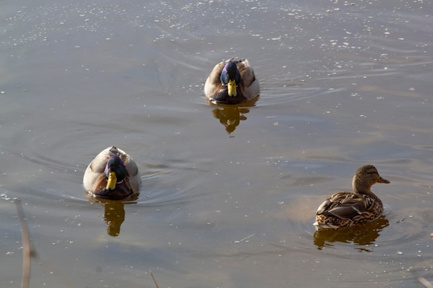 Patos en el agua en invierno