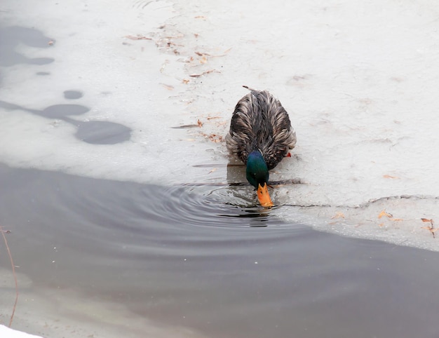 Foto los patos anatinae en un río helado de invierno en un clima helado el pato bebe agua