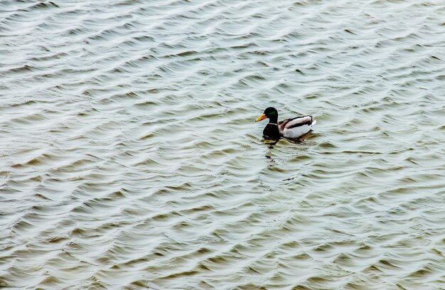 Patos Anatinae en un río helado de invierno en un clima helado