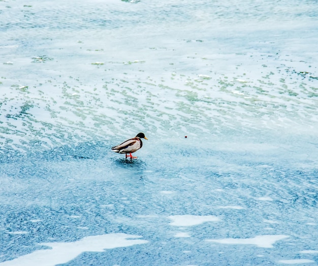 Patos Anatinae en un río helado de invierno en un clima helado