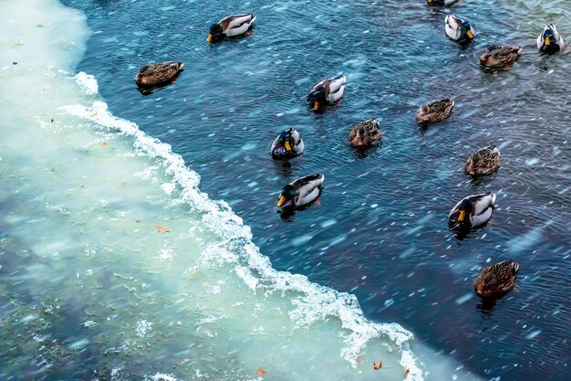 Patos Anatinae en un río helado de invierno en un clima helado