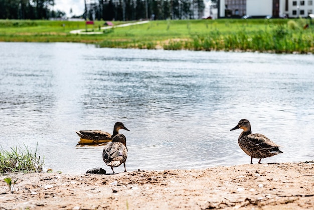 Patos andando e nadando na água ao longo da praia com areia.