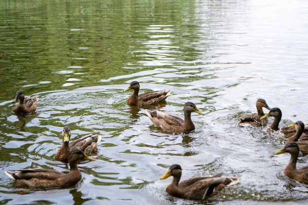 Patos aproveitando a vida na lagoa durante um dia nublado. Foto de alta qualidade