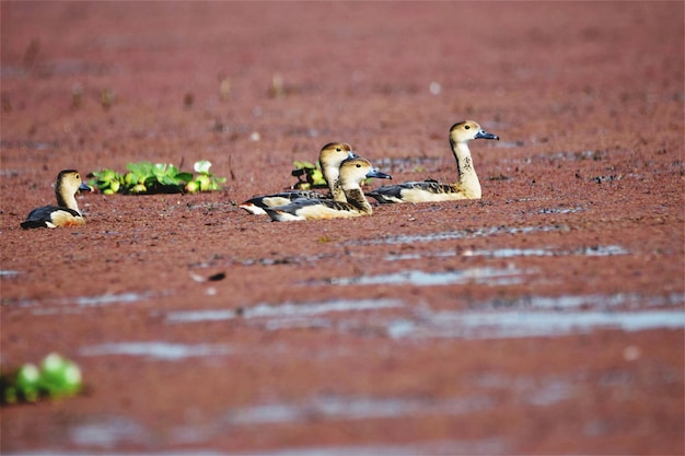 Foto patos assobiadores menores