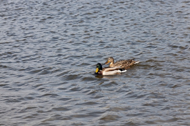 Patos de aves acuáticas