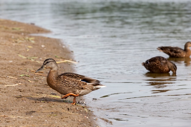 Patos de aves acuáticas