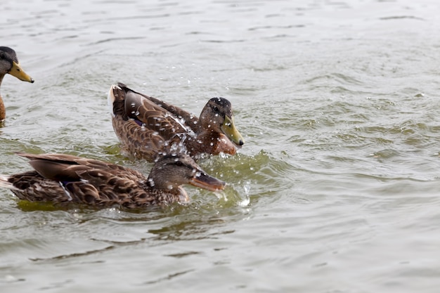 patos aves aquáticas selvagens