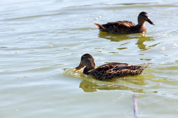 Patos de aves silvestres en su hábitat natural.