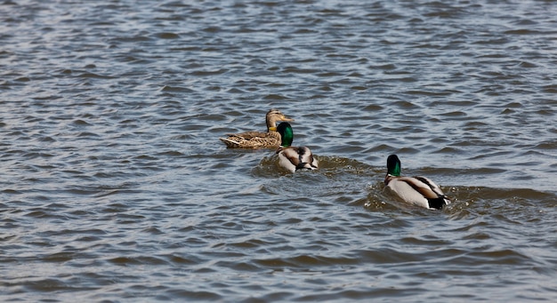 patos de aves silvestres