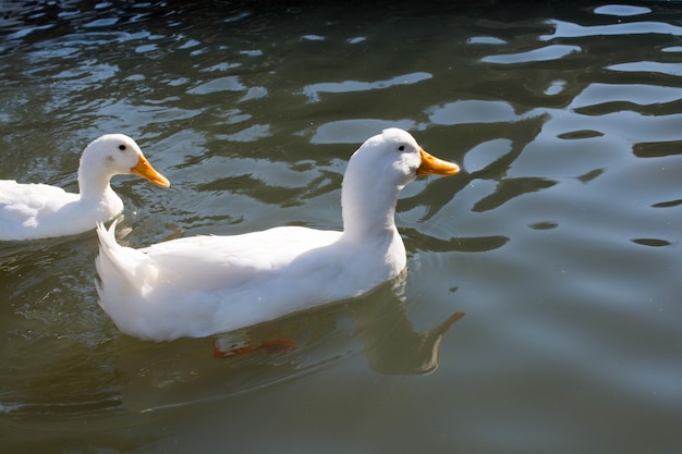 Patos blancos en estanque