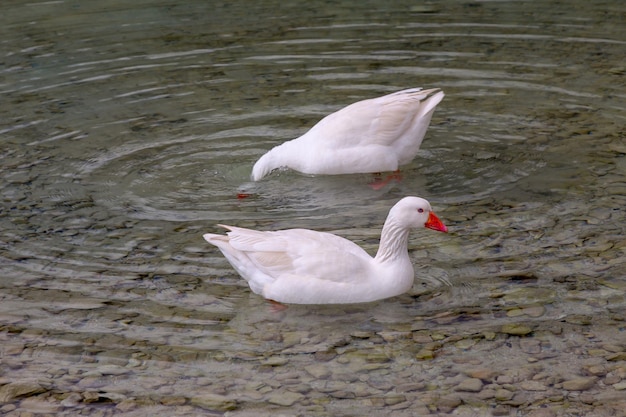 Los patos blancos nadando en el lago.