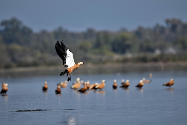 Foto patos brahminy