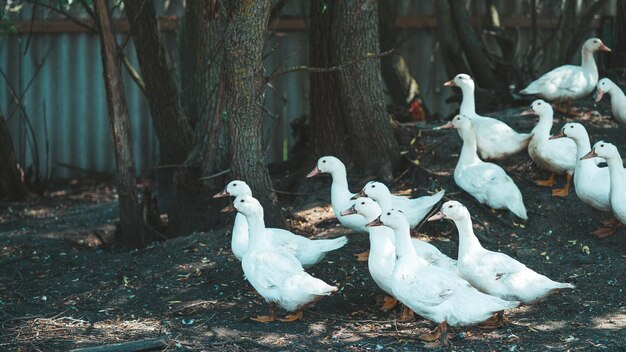 Patos brancos na fazenda retrato de um pato branco andando em uma caneta um bando de patos anda em um piquete em uma fazenda