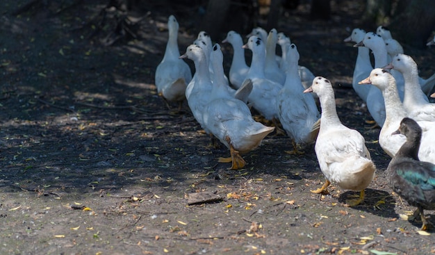 Patos brancos na fazenda retrato de um pato branco andando em uma caneta um bando de patos anda em um piquete em uma fazenda