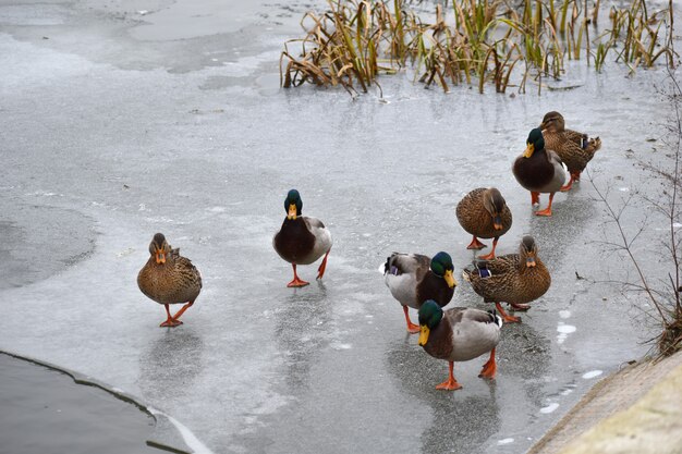 Los patos caminan sobre el hielo. Patos migratorios de invierno.