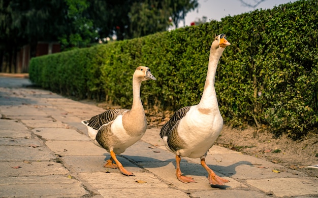 Patos caminando en el parque exterior en el zoológico de Nepal