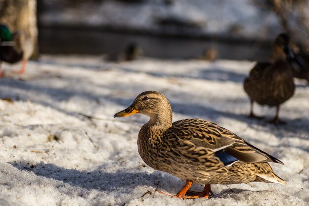 Patos caminando sobre la nieve de primavera