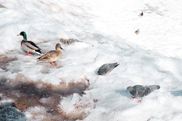 Patos caminham no parque no inverno. Aves invernando na Rússia. Patos caminhando na neve