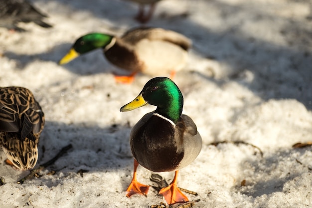 Patos caminhando na neve da primavera