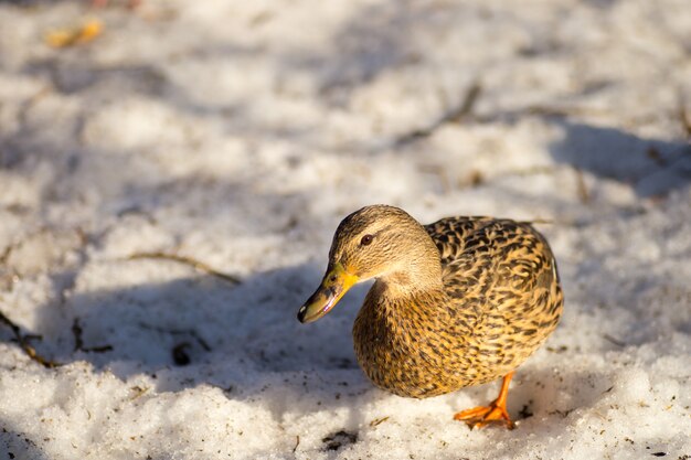 Patos caminhando na neve da primavera