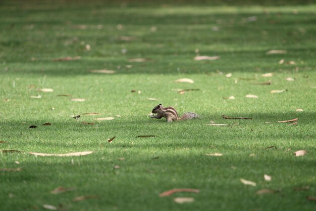 Patos en el campo de hierba