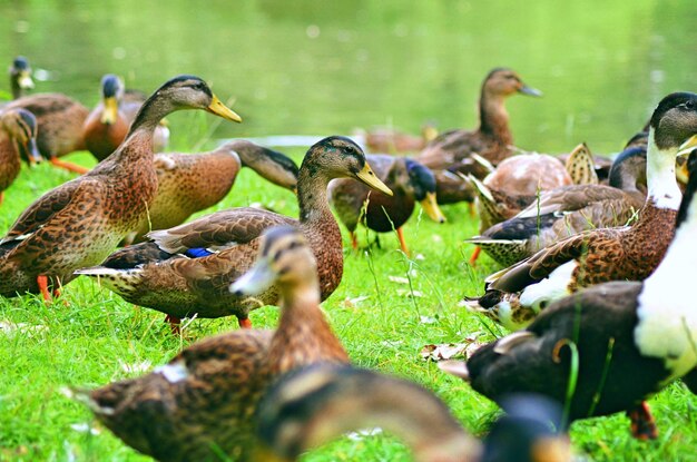 Foto patos en el campo de hierba