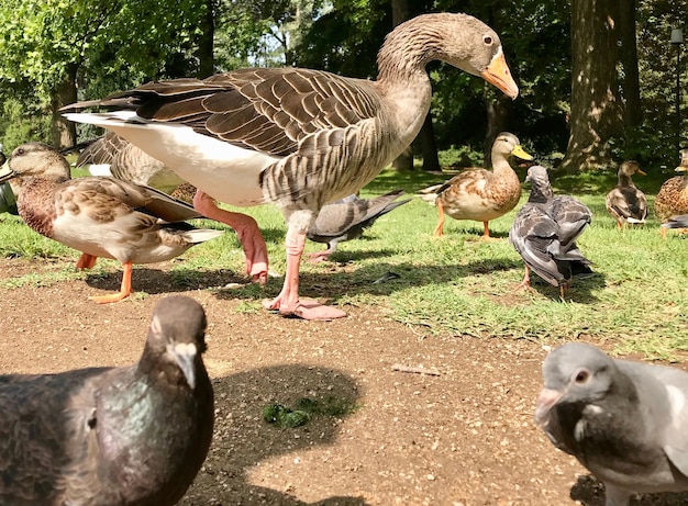 Foto patos en el campo