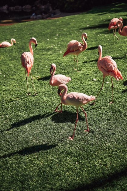 Foto patos en un campo