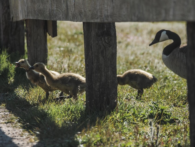 Patos en un campo