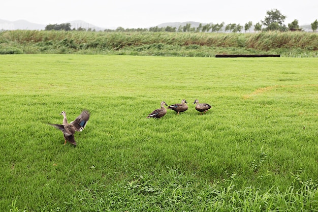 Foto patos en un campo