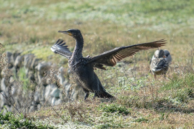 Patos en un campo