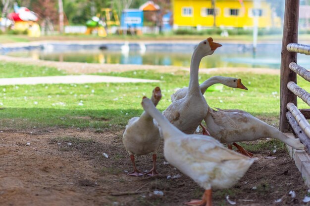 Foto patos en un campo