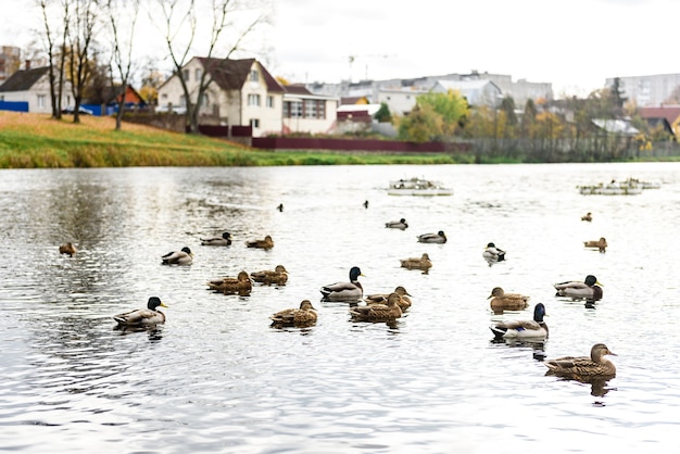 Patos cerca del estanque en el parque otoño.