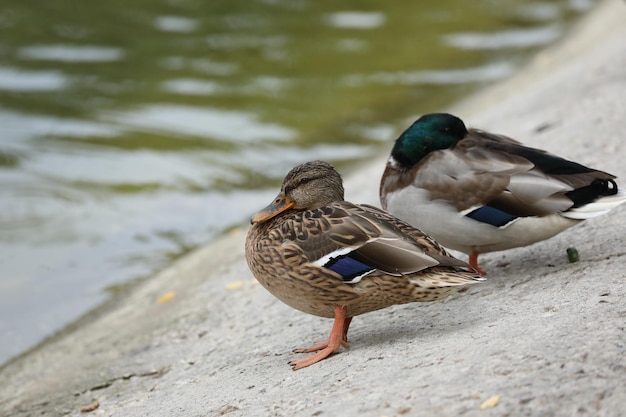 Patos cerca del lago en el parque.