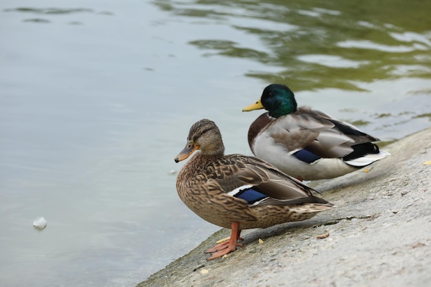 Patos cerca del lago en el parque.