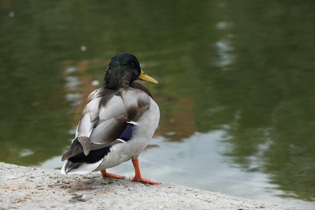 Patos cerca del lago en el parque.