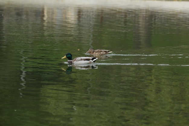 Patos cerca del lago en el parque.