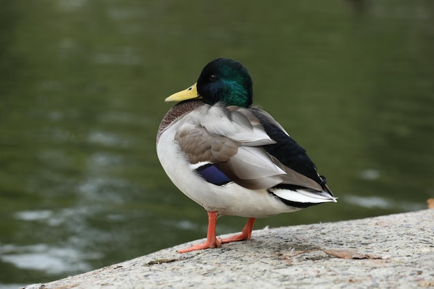 Patos cerca del lago en el parque.