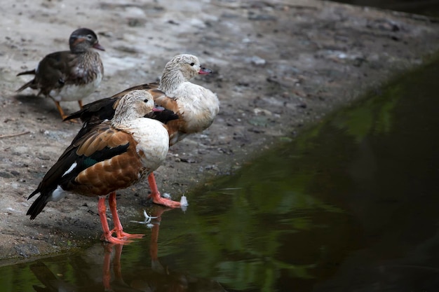 Patos cerca del río