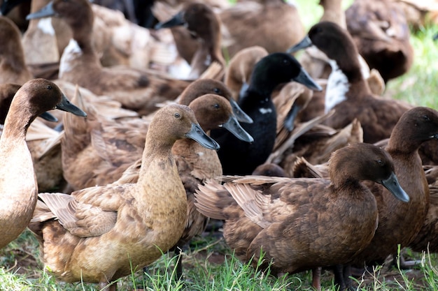 Los patos de cerca ven los detalles y las expresiones de los patos en la granja de patos