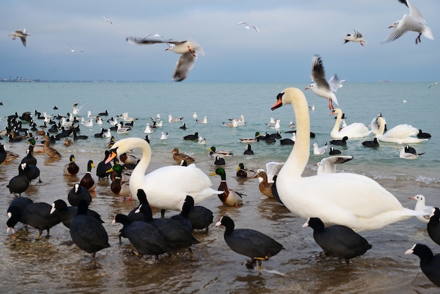 Patos, cisnes y gaviotas en la costa.