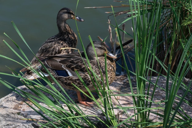 Los patos comunes grises jóvenes del ánade real en una charca