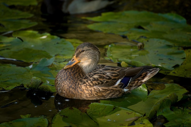 Los patos comunes grises jóvenes del ánade real en una charca