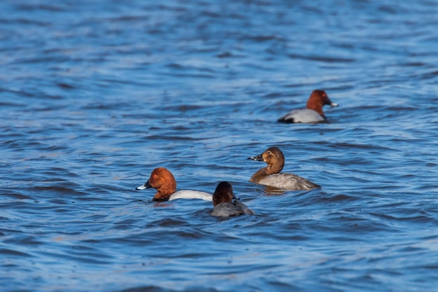 Patos-comuns nadando no lago (aythya ferina)