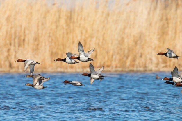 Patos-comuns voando sobre a água (Aythya ferina)