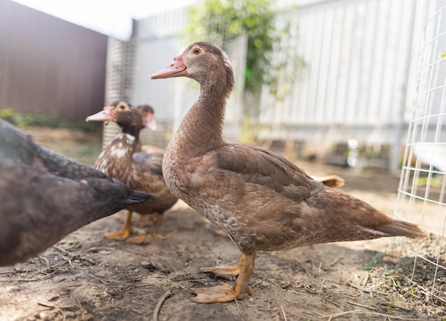 Patos en un corral en una granja