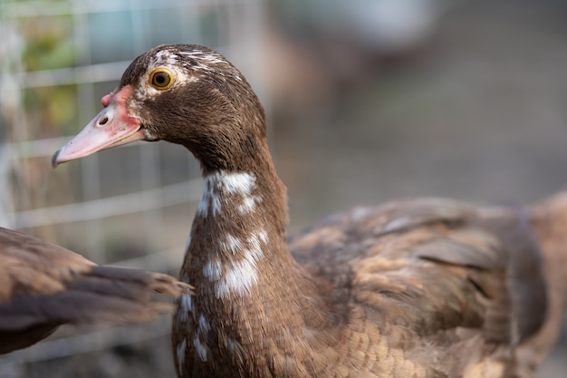 Patos en un corral en una granja